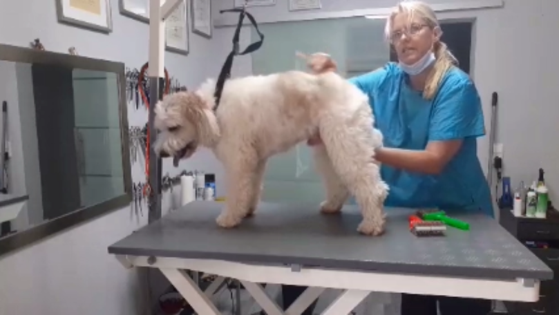 Hundefriseur_Tanja_mit_Hund_Olsen